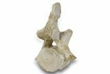 ” Basilosaur Thoracic Vertebra With Intact Process- Morocco #244269-2